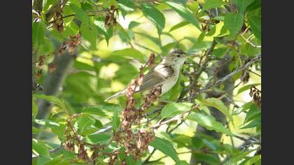 Eastern Olivaceous Warbler