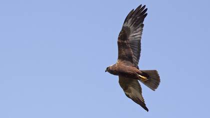 Western Marsh Harrier