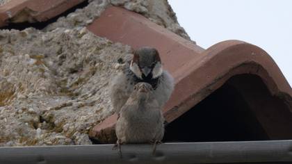 House Sparrow