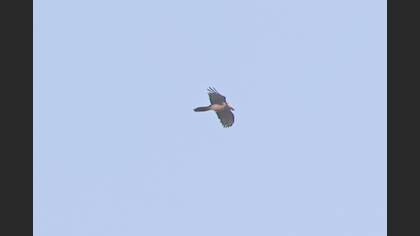 Bearded Vulture