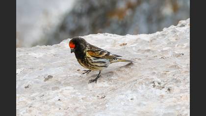 Red-fronted Serin