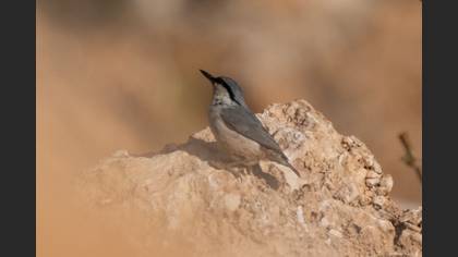 Western Rock Nuthatch