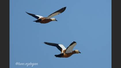 Ruddy Shelduck