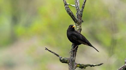 Common Blackbird
