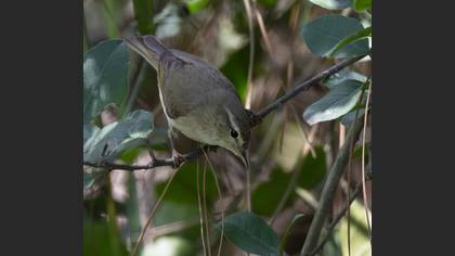 Eastern Bonelli`s Warbler