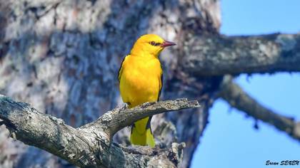 Eurasian Golden Oriole
