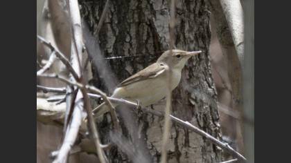 Eastern Olivaceous Warbler