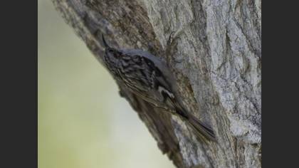 Short-toed Treecreeper