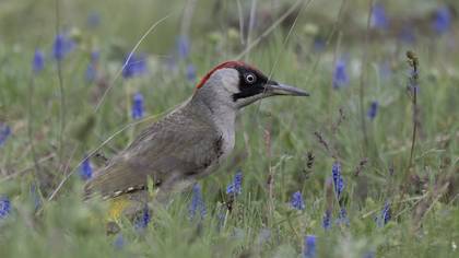 European Green Woodpecker