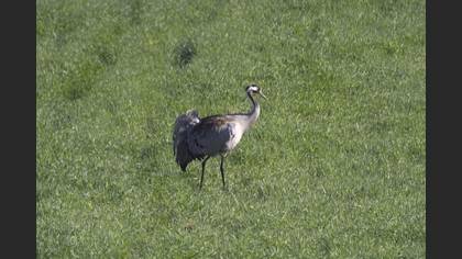 Common Crane