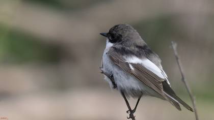European Pied Flycatcher