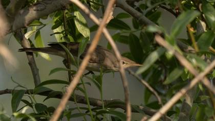 Icterine Warbler