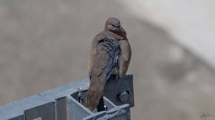 Laughing Dove