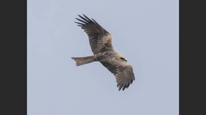 Black Kite