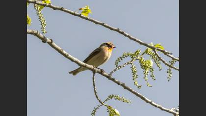 Common Rosefinch