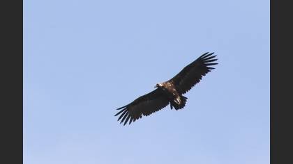 Cinereous Vulture