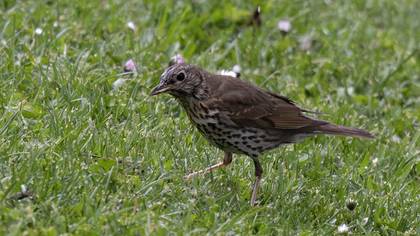 Song Thrush