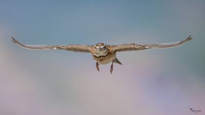Bimaculated Lark