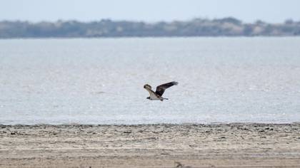 Osprey