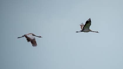 Common Crane