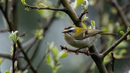 Common Firecrest