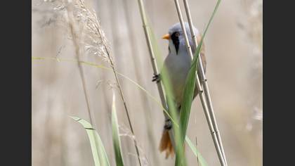 Bearded Reedling