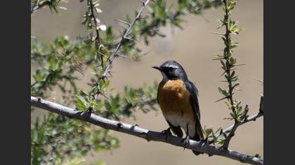 White-throated Robin