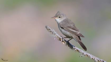 Upcher`s Warbler