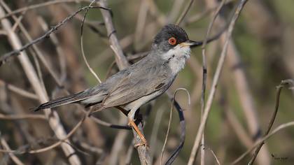 Menetries`s Warbler