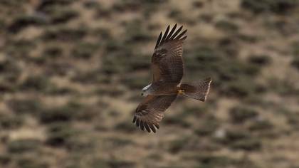 Black Kite