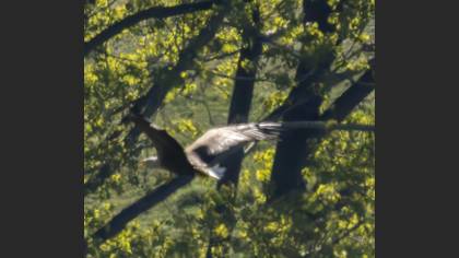 White-tailed Eagle