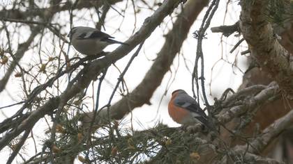 Eurasian Bullfinch