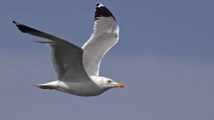 Yellow-legged Gull