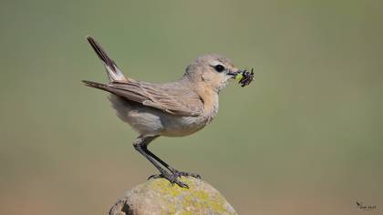 Isabelline Wheatear