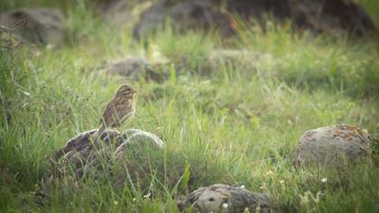 Cirl Bunting
