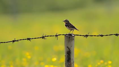 Whinchat