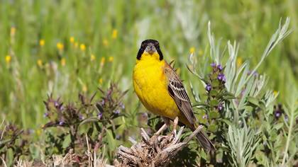 Black-headed Bunting