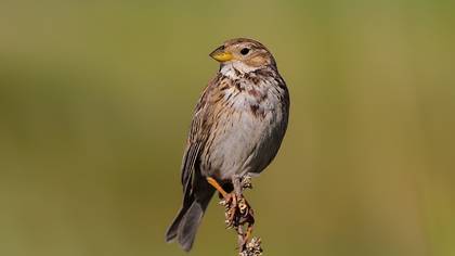Corn Bunting