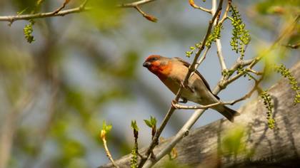 Common Rosefinch