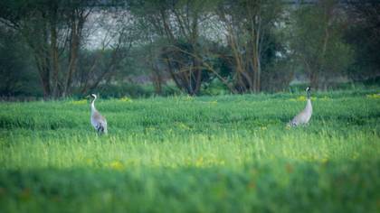 Common Crane