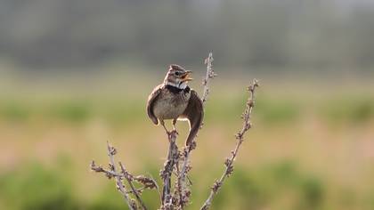 Calandra Lark