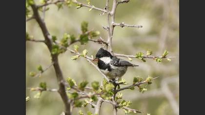 Coal Tit