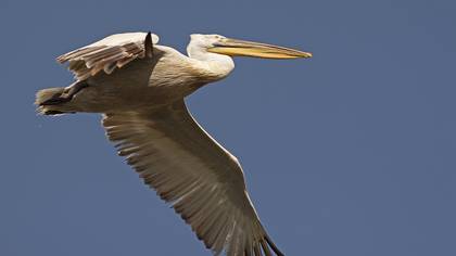 Dalmatian Pelican