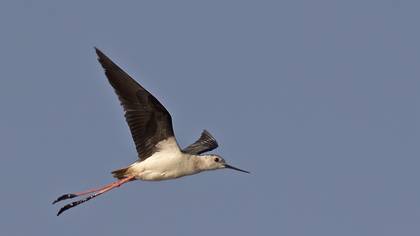 Black-winged Stilt