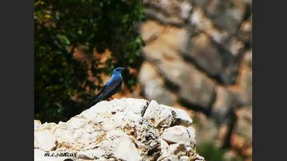 Blue Rock Thrush