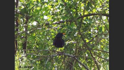 Common Blackbird