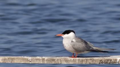 Common Tern