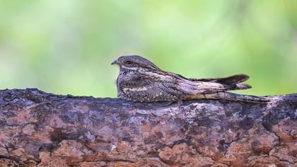 European Nightjar