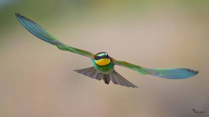 European Bee-eater
