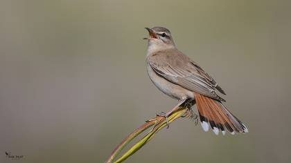 Rufous-tailed Scrub Robin